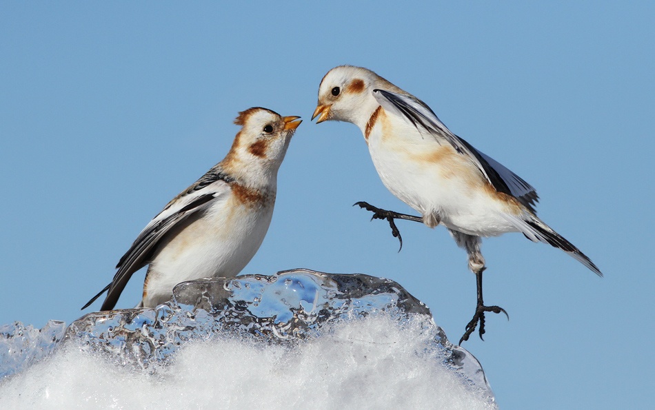 Snow Buntings von Mircea Costina