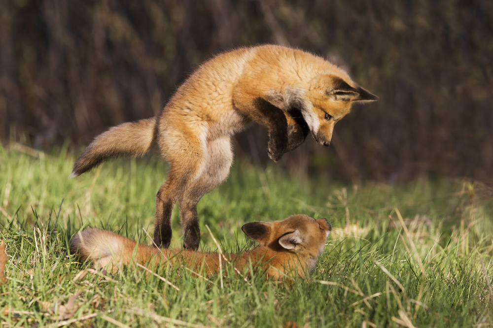 Playtime von Mircea Costina