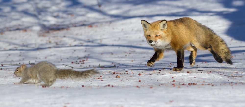 The squirrels hunter von Mircea Costina