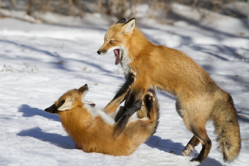 Winter Foxes von Mircea Costina