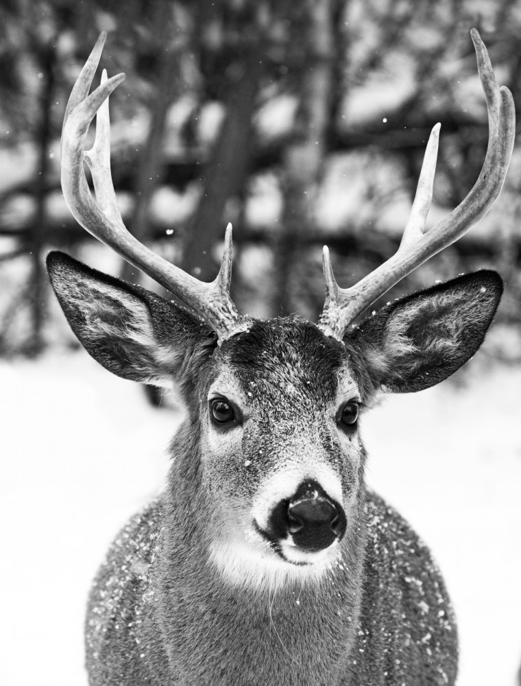 Winter Deer von Mircea Costina