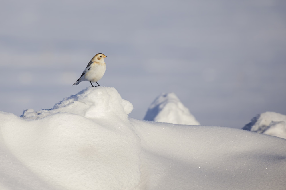 Winter Loneliness von Mircea Costina