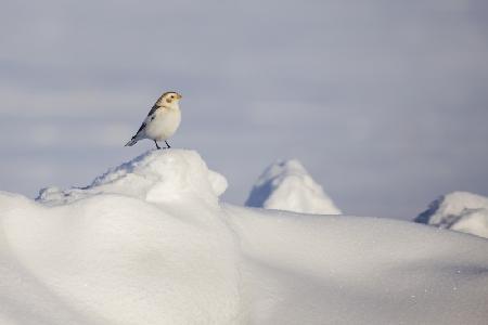 Winter Loneliness