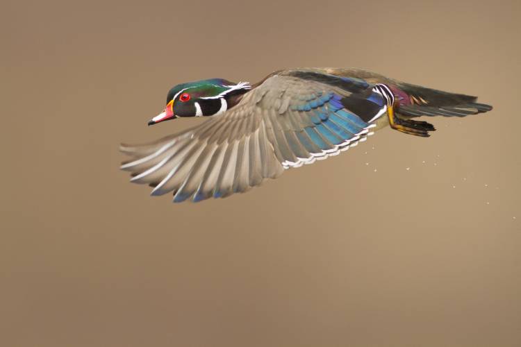 Wood Duck von Mircea Costina