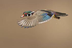 Wood Duck