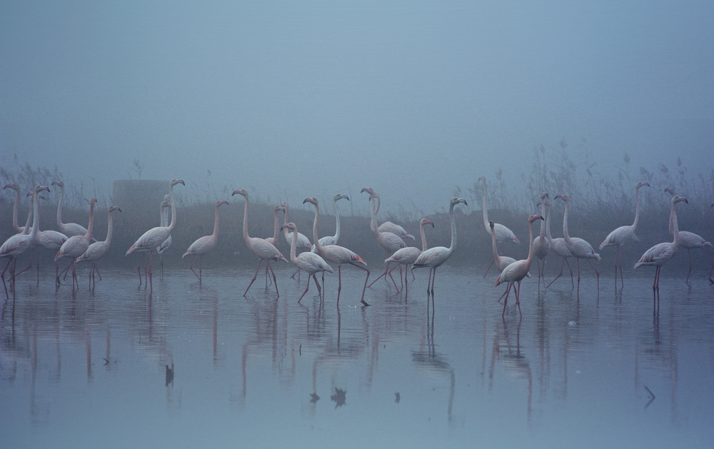 Los flamencos y la niebla von mireiacanicio