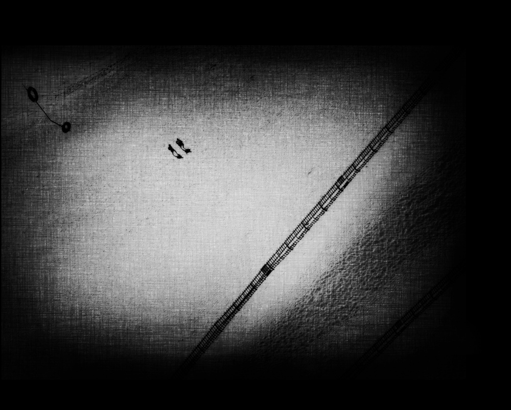 We Are Just Ants von Mirela Momanu