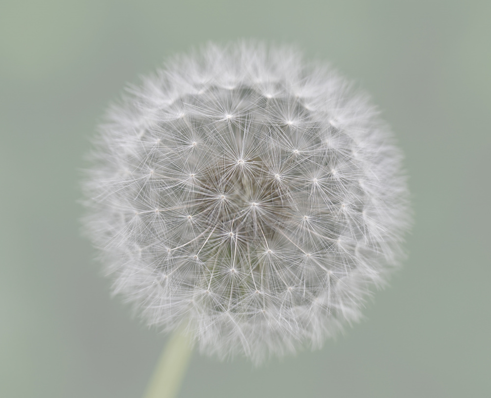 Dandelion Seedball von Mirjam Fischer