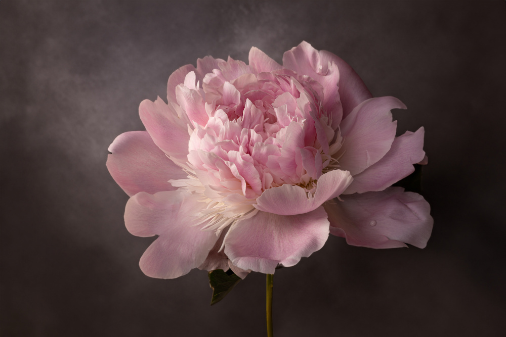 Peony von Mirjam Fischer