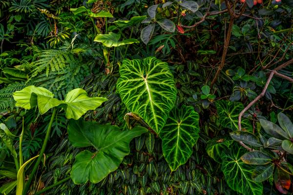 Flora und Fauna, Naturbild, Pflanzen im Regenwald, Traumhafter Jungle von Miro May