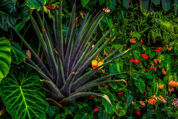 Garten Eden, Regenwald, Jungle, Pflanzen und Blumen, Traumhafte Natur von Miro May