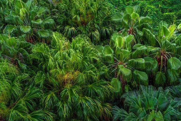 Palmen, Regenwald, Natur, Grün, Wunder der Natur, Jungle, Bäume von Miro May