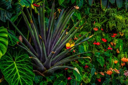 Garten Eden, Regenwald, Jungle, Pflanzen und Blumen, Traumhafte Natur