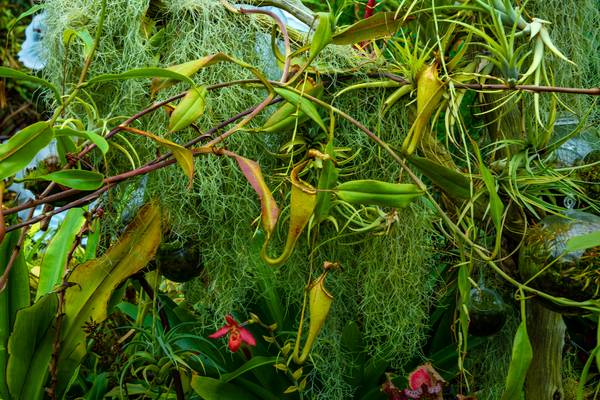 Traumhafte Natur, Regenwald, Pflanzen in der Jungle, Floral, Pflanzen, Blumen von Miro May