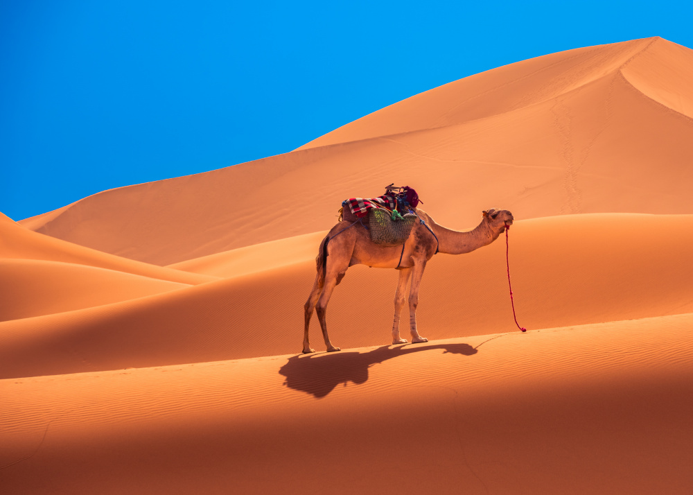 Lonely camel in the desert von Miroslaw Prybinski