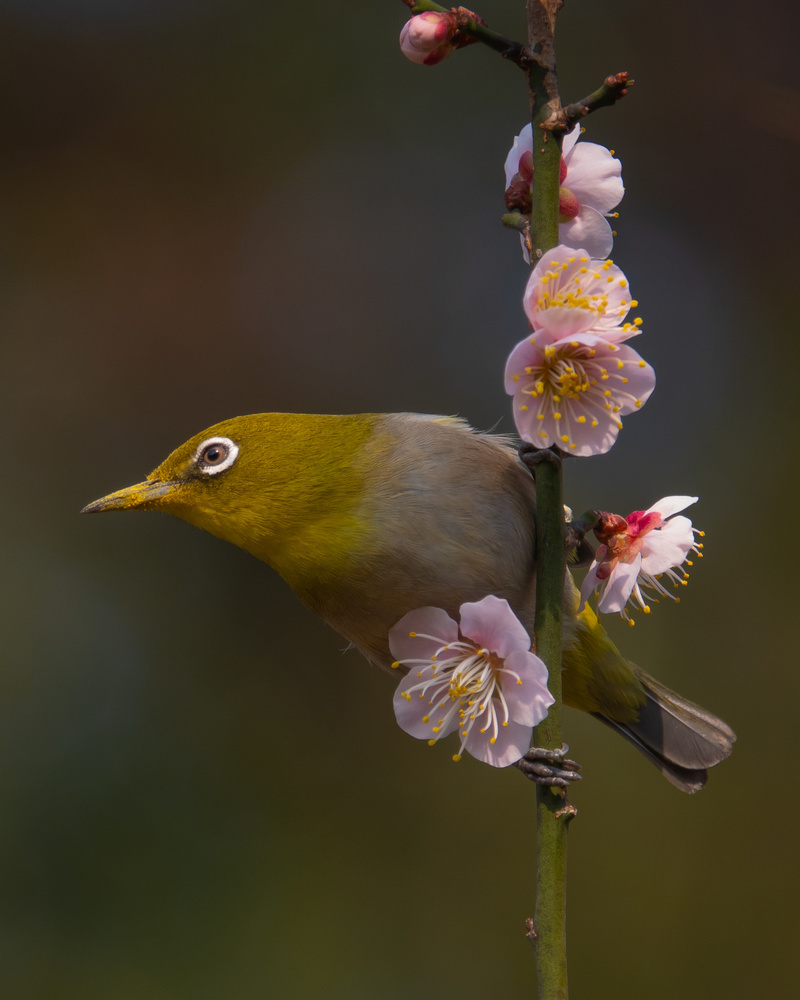 Plum blossoms and white-eye von miwa_sun_