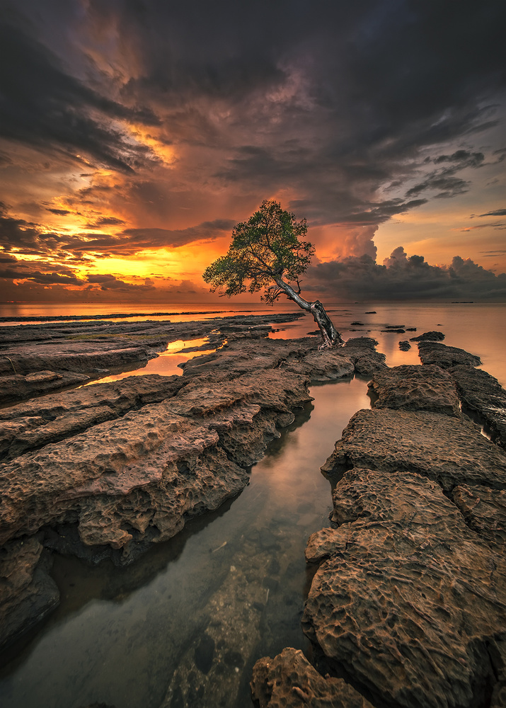 Lonely Tree von miwafajri