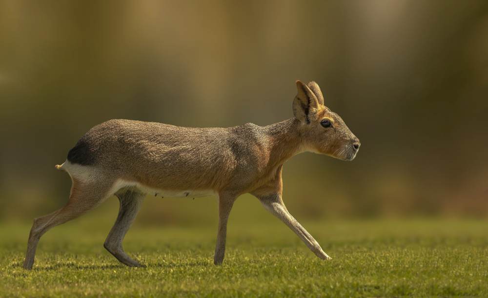 Patagonian mara von Mohamed Ismail