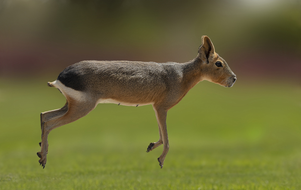 Patagonian mara von Mohamed Ismail