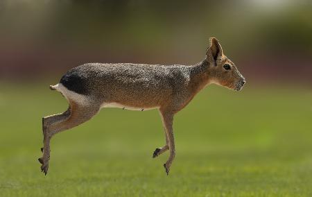 Patagonian mara