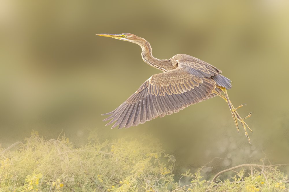 Purple heron von Mohamed Ismail