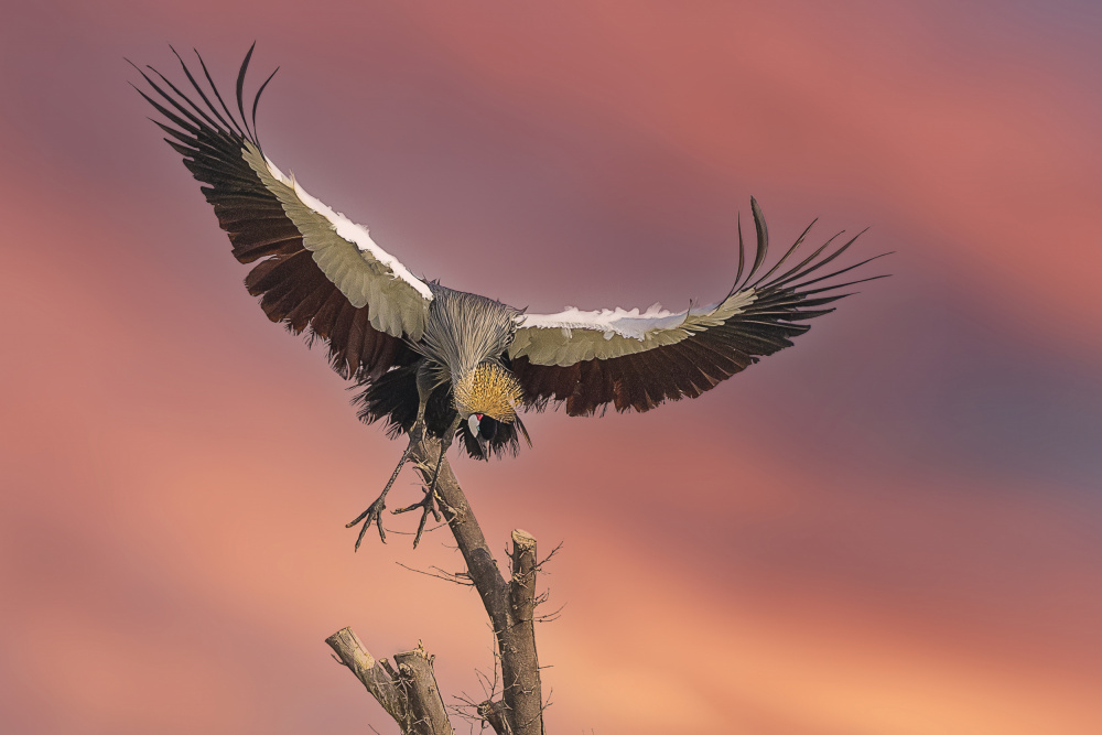 Black crowned crane von Mohamed Ismail