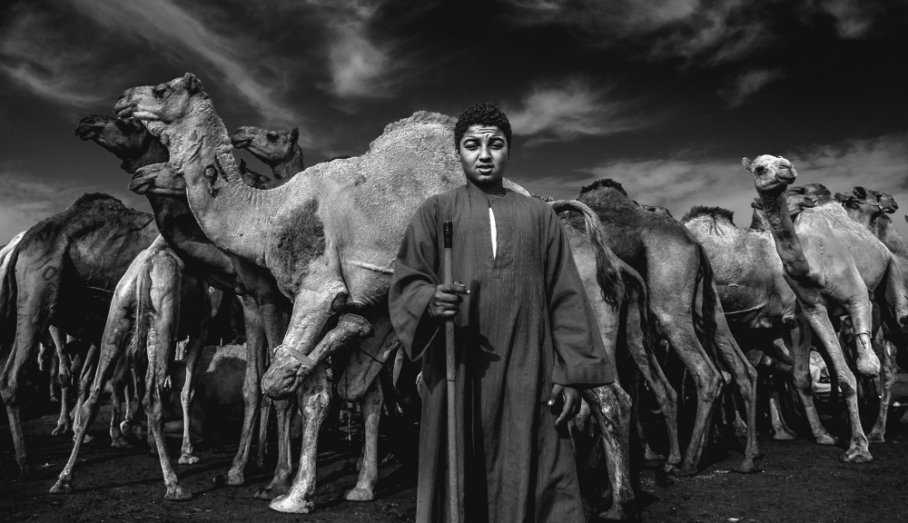 Camels Gaurdian von Mohamed Safwat Abdullah