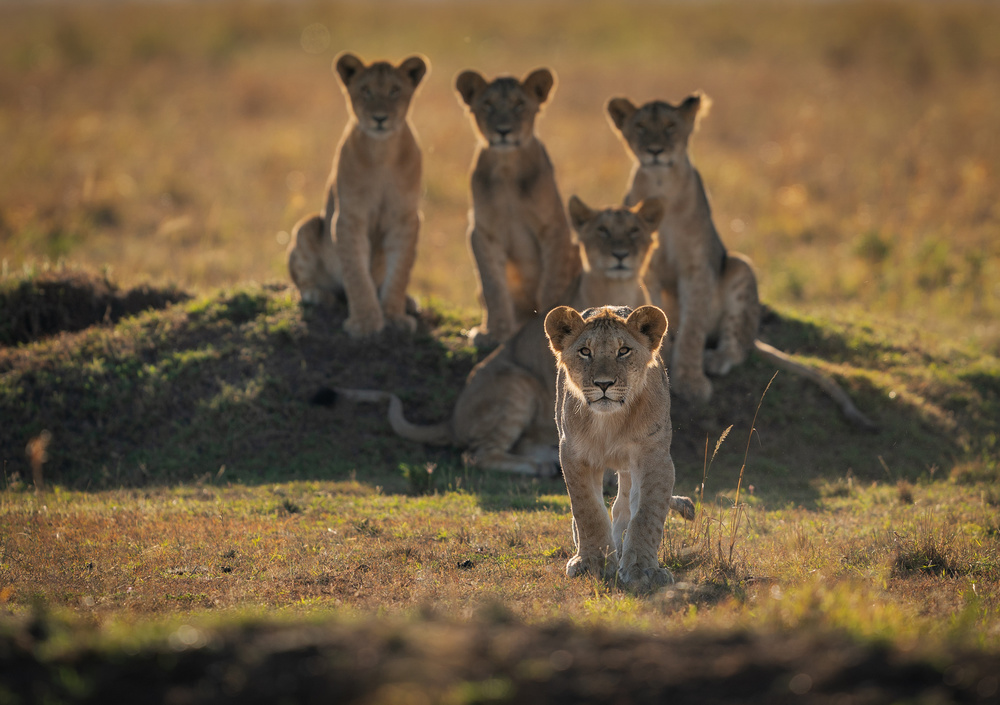 Lonely Cubs von Mohammad Mirza