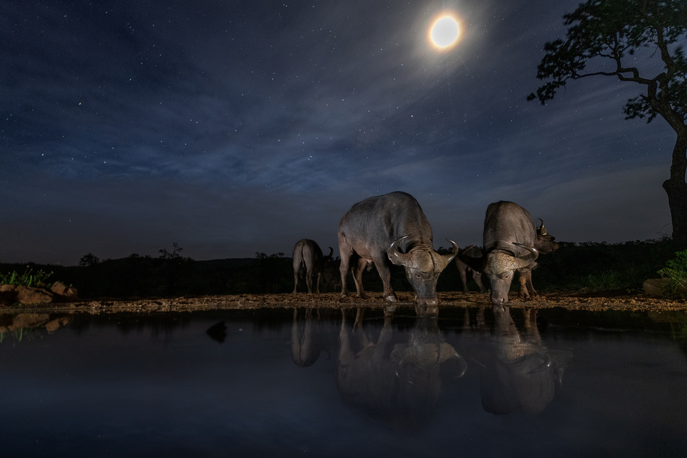 Late Night Drink von Mohammad Mirza