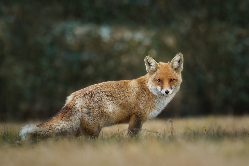 Red Fox von Mohammad Oskoei