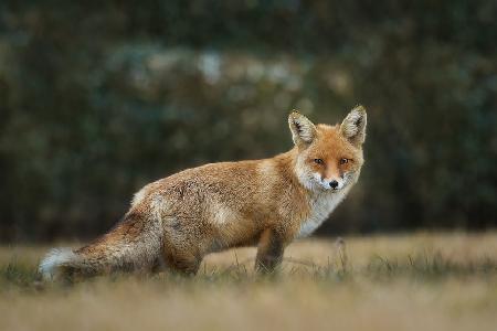 Red Fox