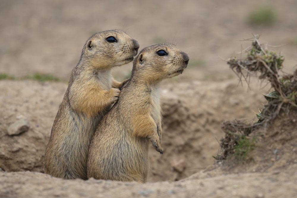 Earth squirrel von Mohammadbalaliphoto