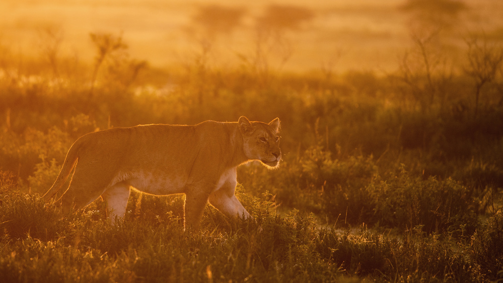 On the rise von Mohammed Alnaser