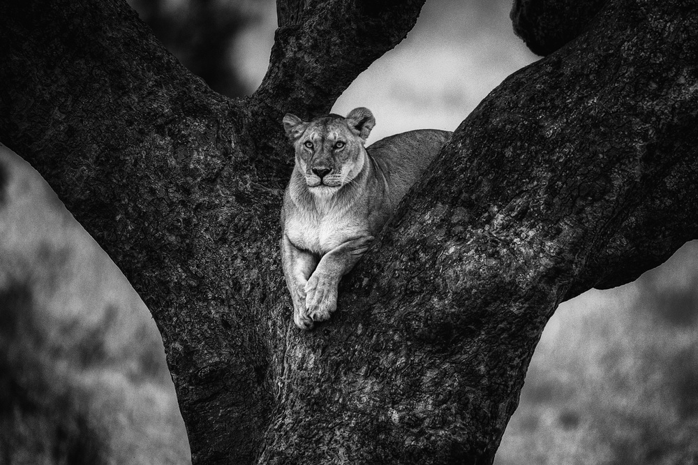 Tree Lady von Mohammed Alnaser