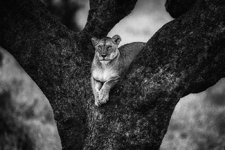 Tree Lady