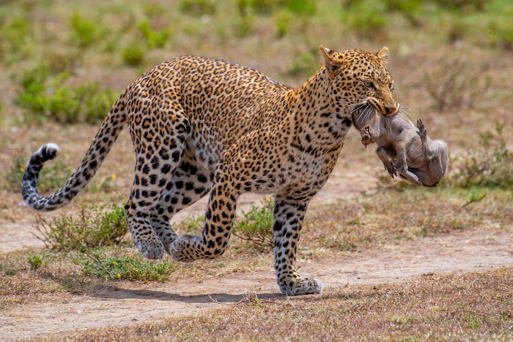 The Hunt von Mohammed Alnaser