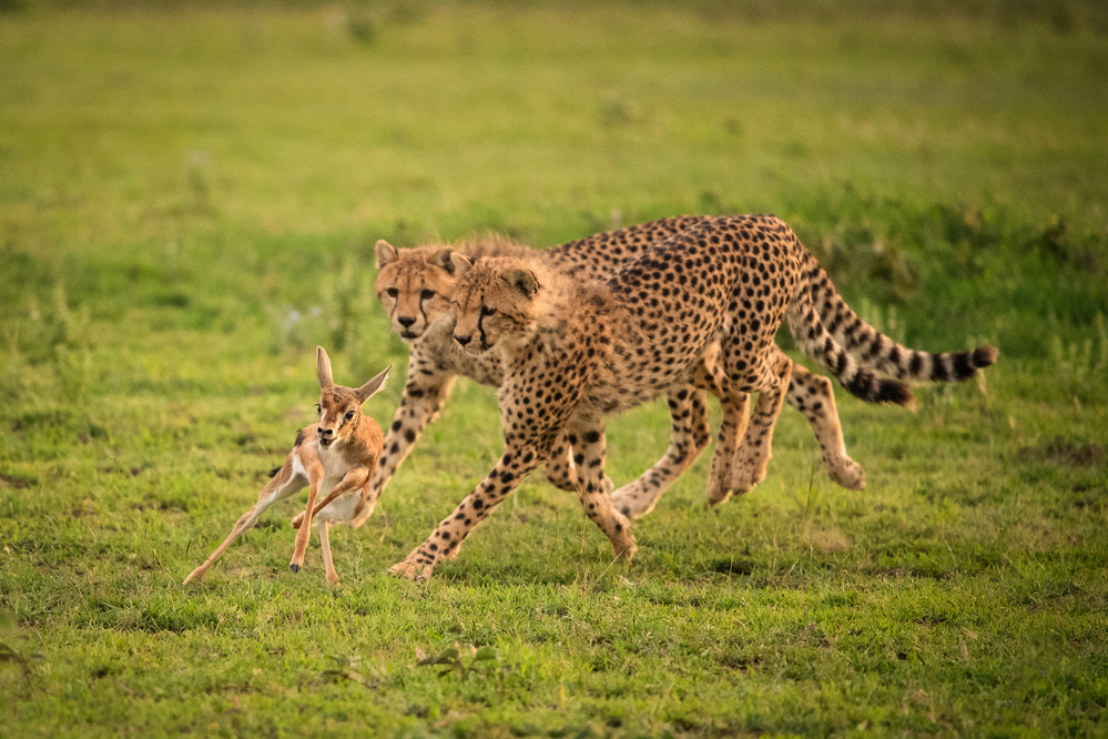 The chase von Mohammed Alnaser