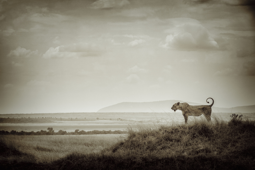 Lone Lioness von Mohammed Alnaser