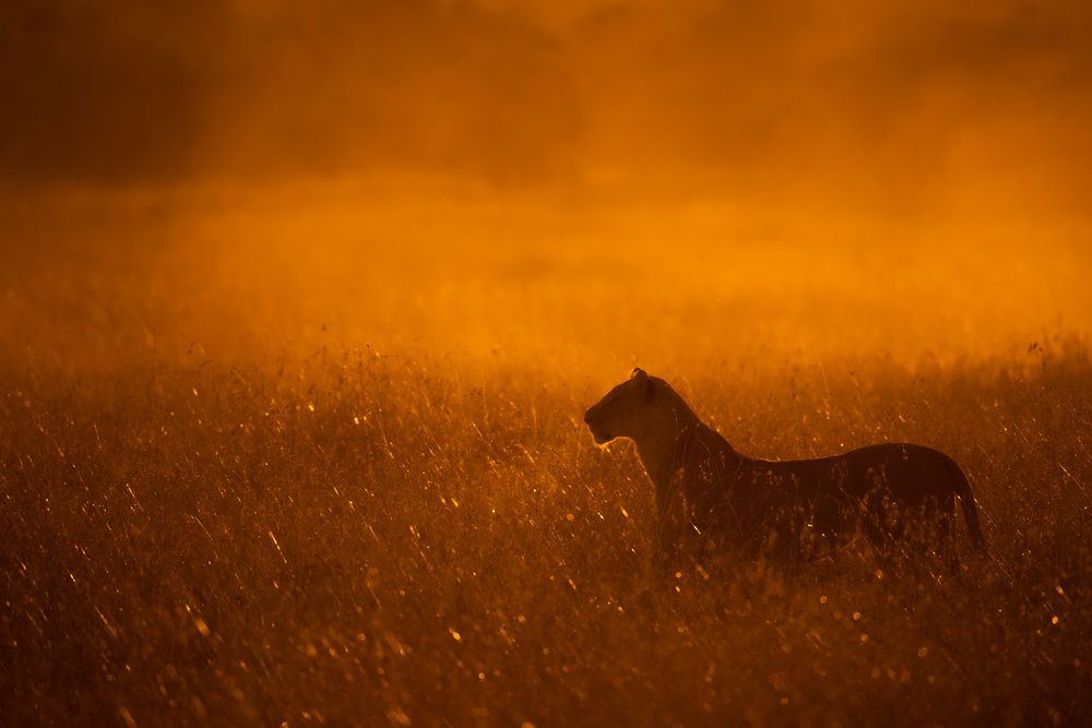 Gold Dust von Mohammed Alnaser