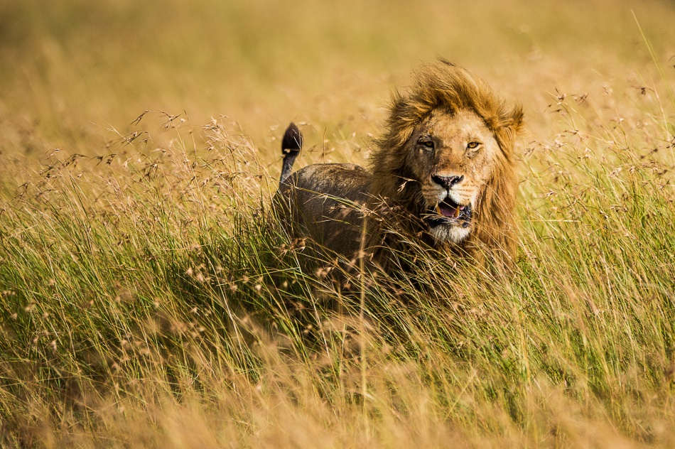 Lion King von Mohammed Alnaser