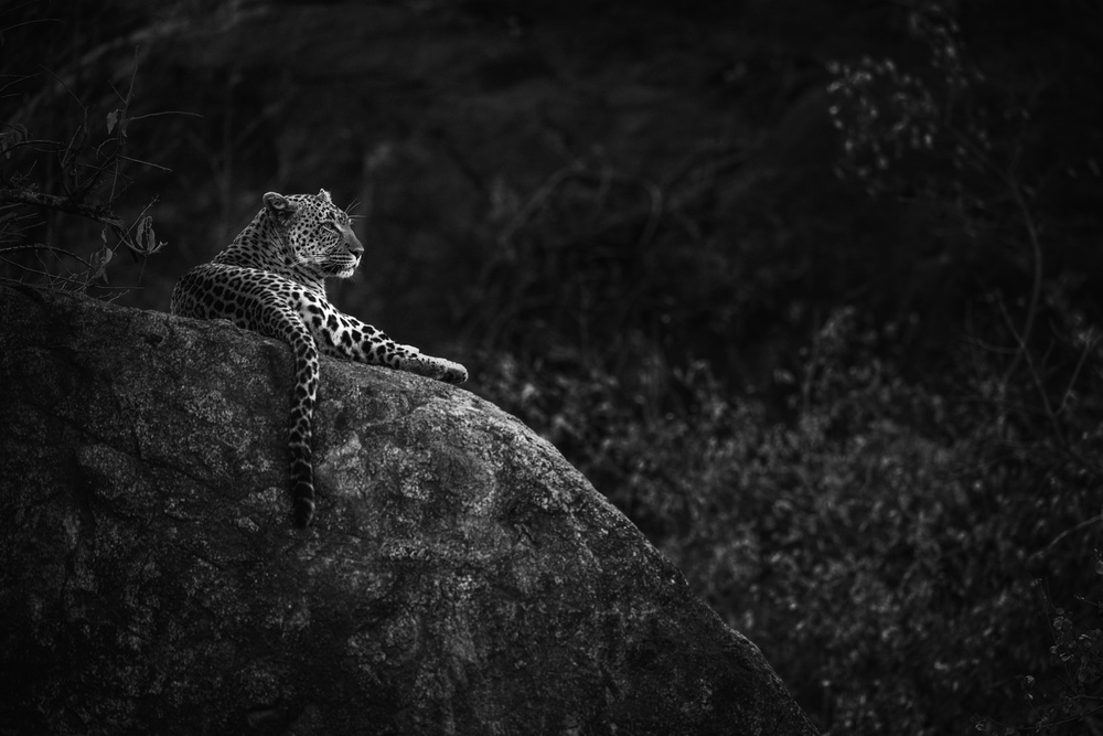 Mother Leopard von Mohammed Alnaser