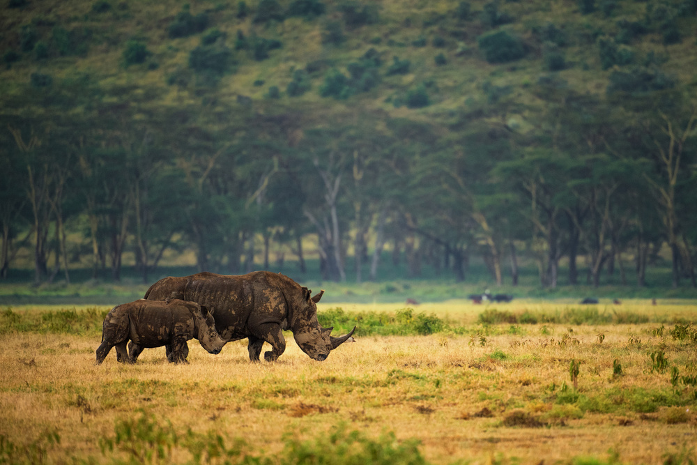 Nakuru Family von Mohammed Alnaser