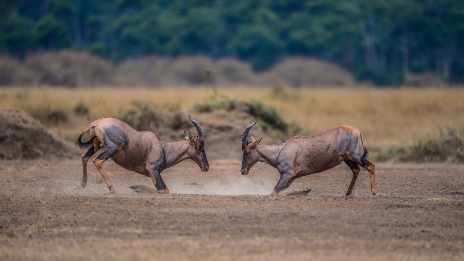 Wild Rituals von Mohammed Alnaser