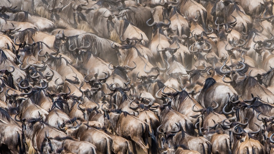 WildePattern von Mohammed Alnaser