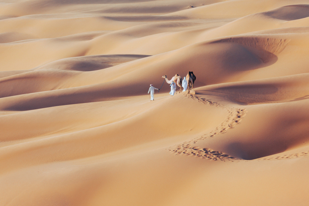 Arabian Camels von Mohammed Hasan Al Janabi