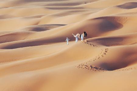 Arabian Camels