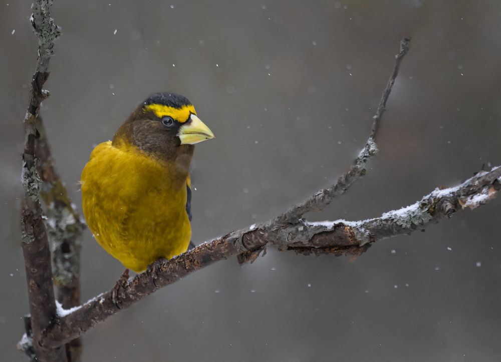 Evening Grosbeak von Molly Fu