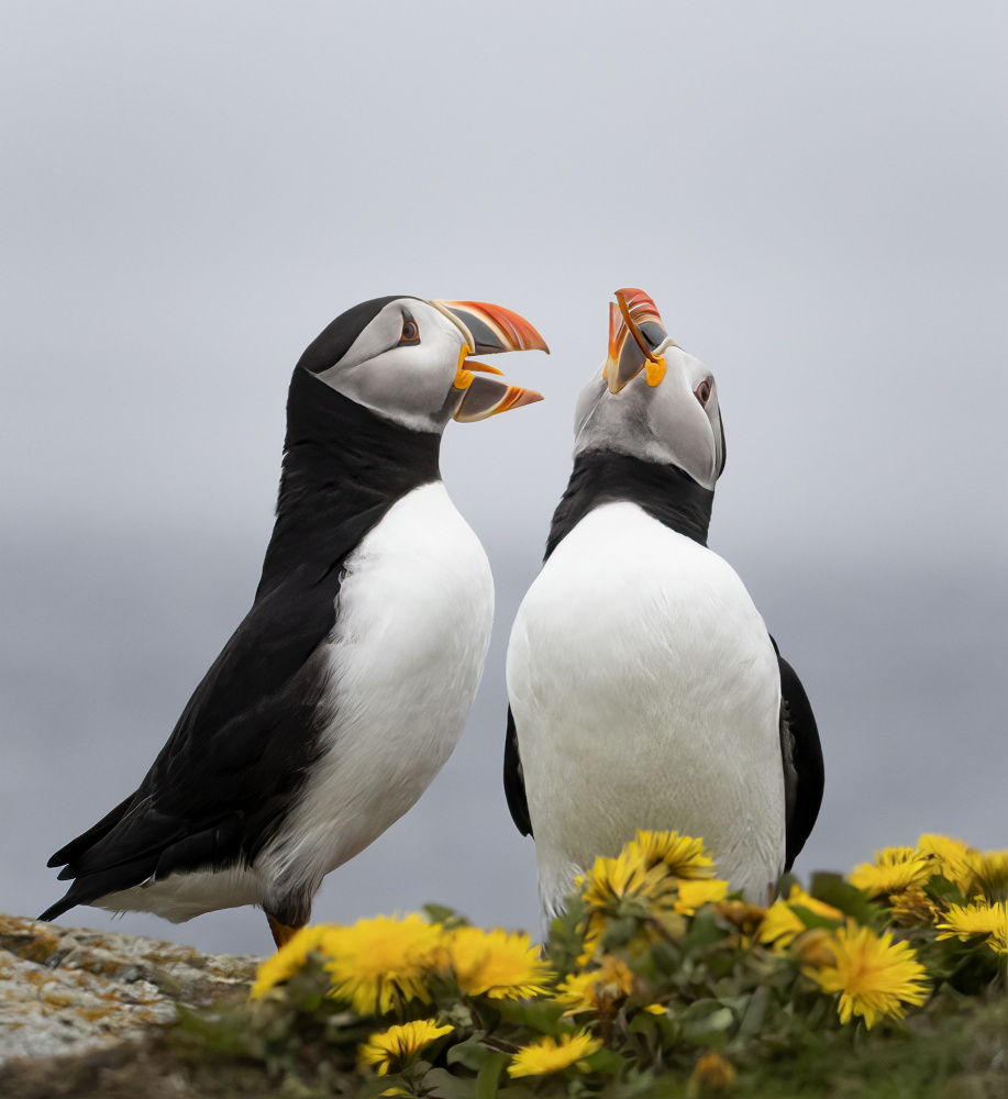 Singing Together von Molly Fu