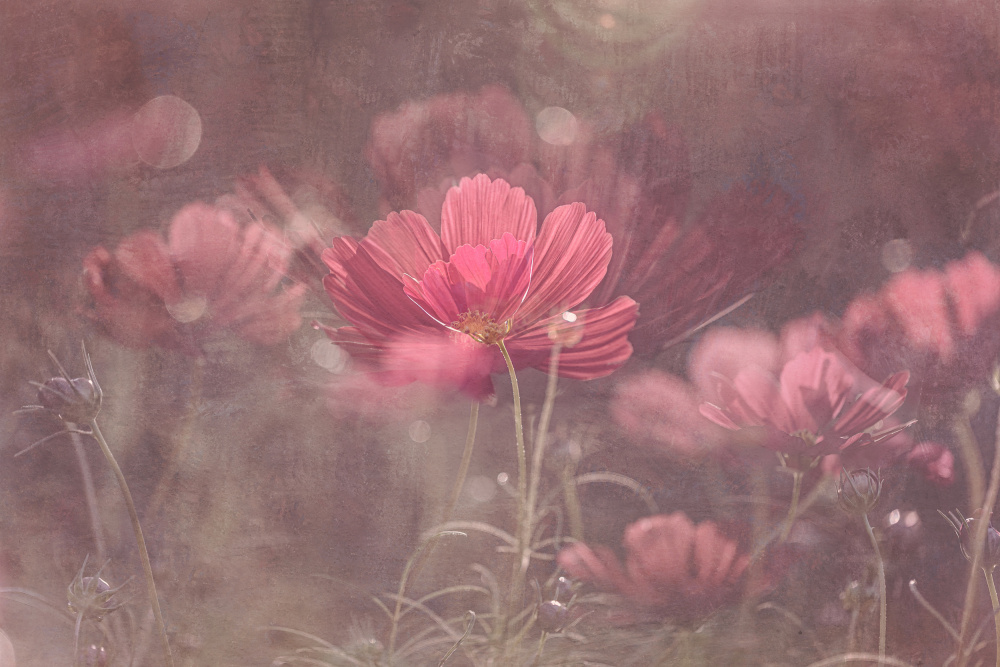 Cosmos Garden von Molly Fu