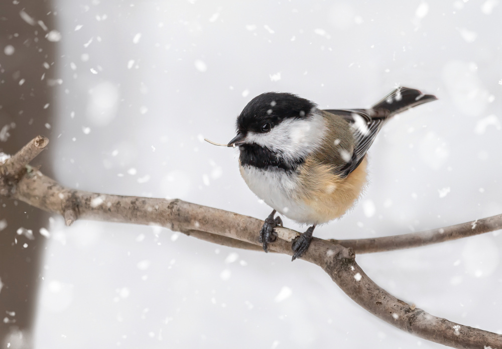 Black-Capped Chickadee in Snow von Molly Fu